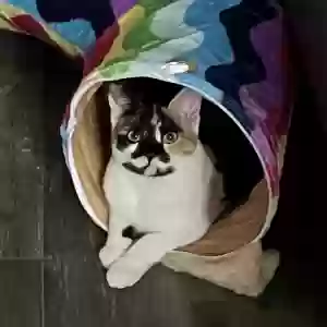 lost female cat lilly